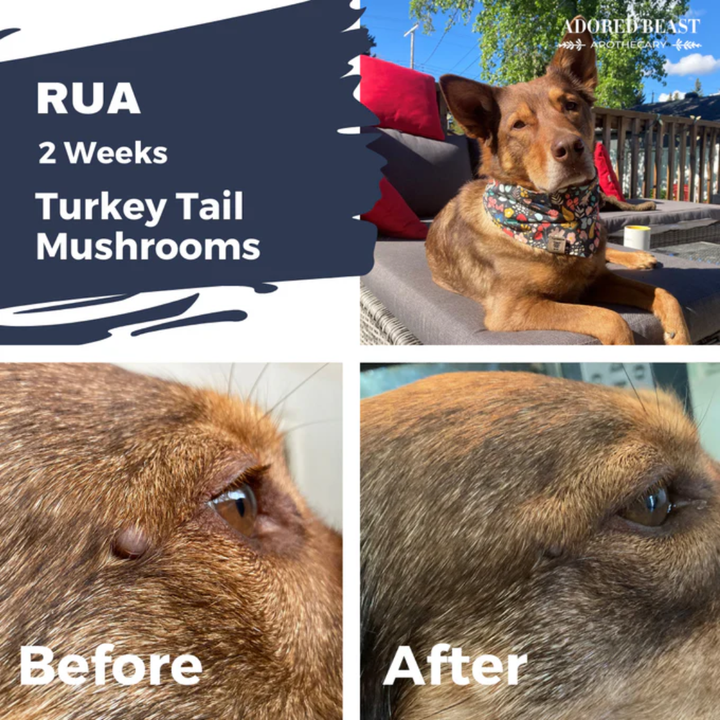 Adored Beast Dog and Cat Supplements - Turkey Tail Mushrooms | Liquid Extract