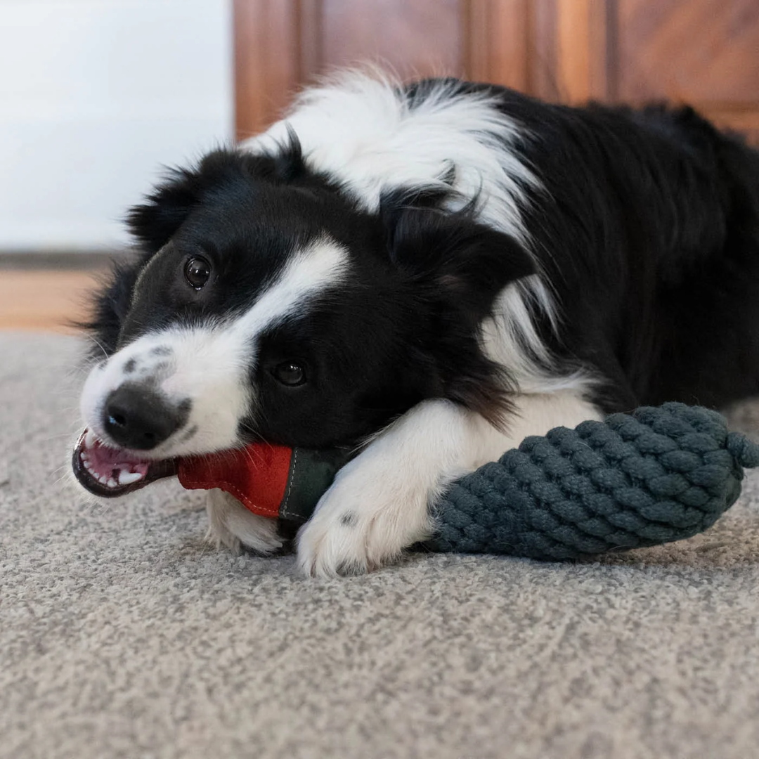 Shedrow K9 Dog Toys - Duck Rope & Water Bottle