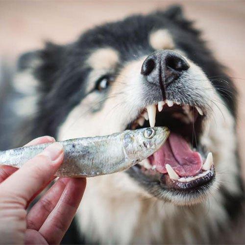 Big Country Raw - Frozen Sardines - Toronto Pets