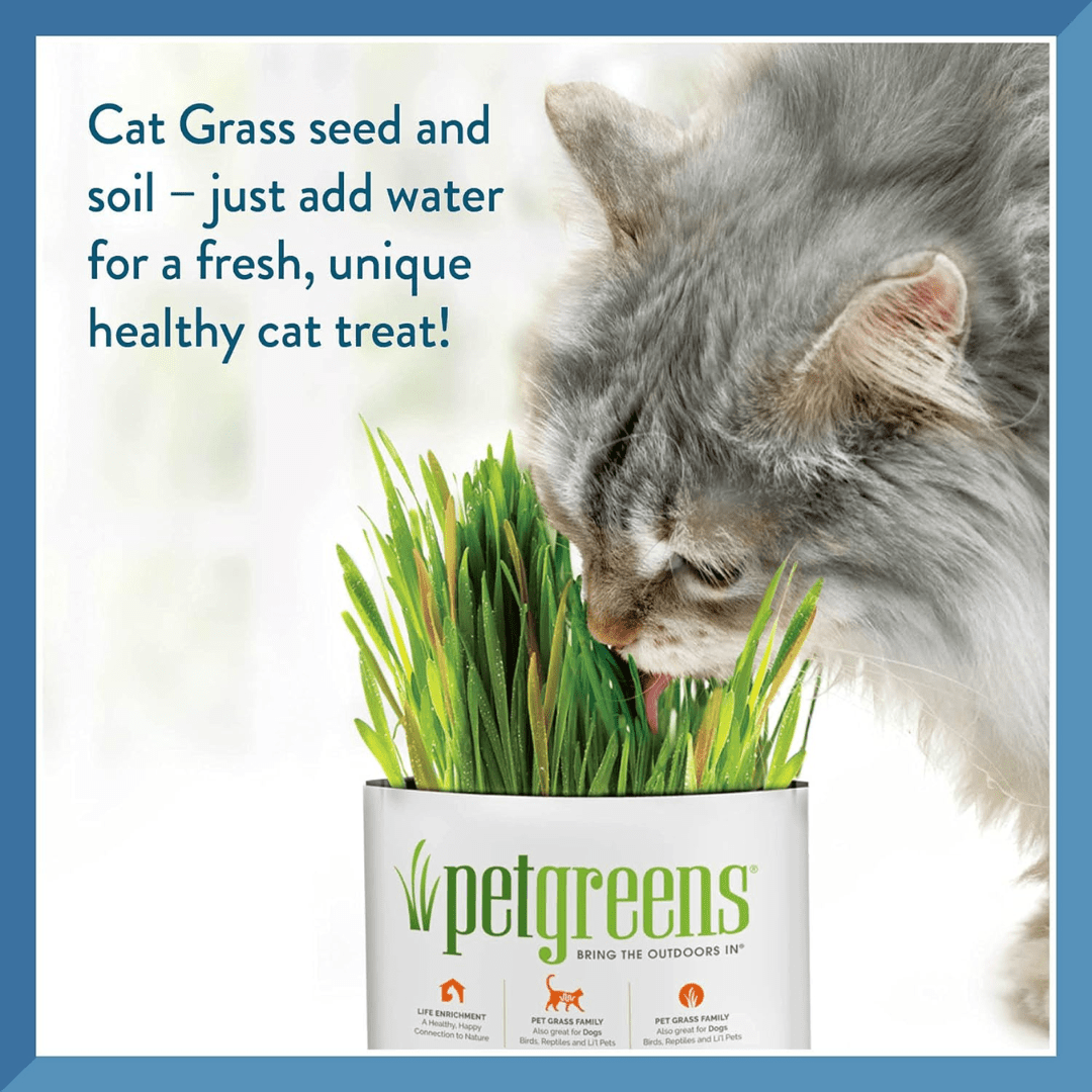 Pet Greens Cat Treats - Garden Wheat Grass Self - Grow Kit - Toronto Pets
