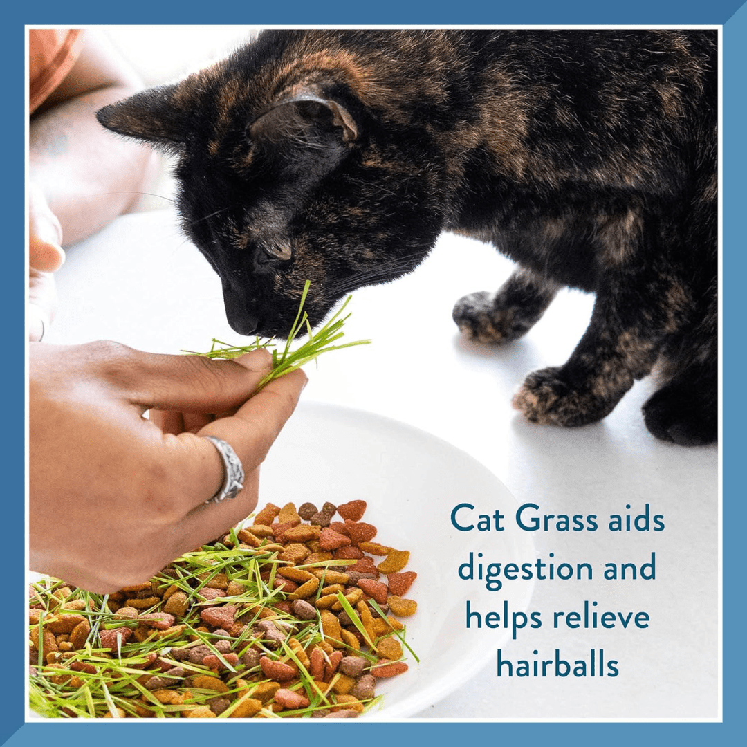 Pet Greens Cat Treats - Garden Wheat Grass Self - Grow Kit - Toronto Pets