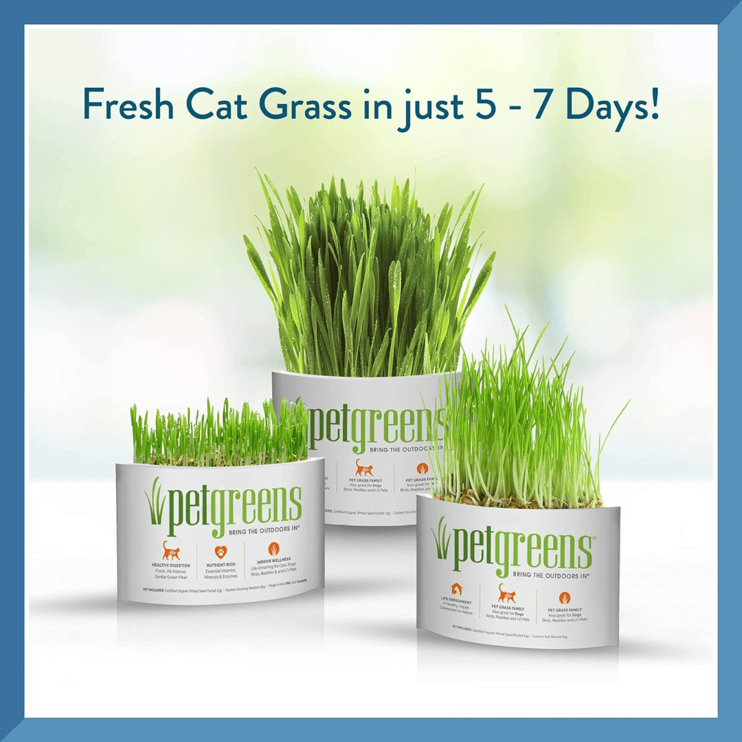 Pet Greens Cat Treats - Garden Wheat Grass Self - Grow Kit - Toronto Pets