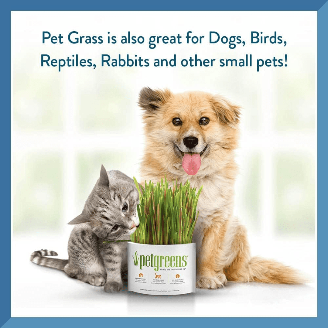 Pet Greens Cat Treats - Garden Wheat Grass Self - Grow Kit - Toronto Pets