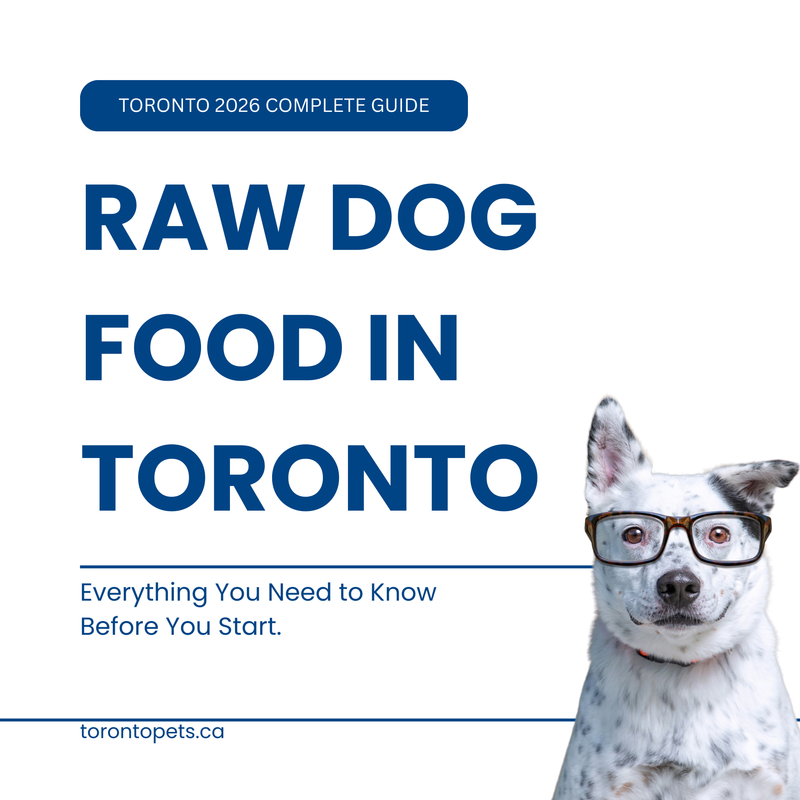 Raw Dog Food in Toronto: Everything You Need to Know Before You Start