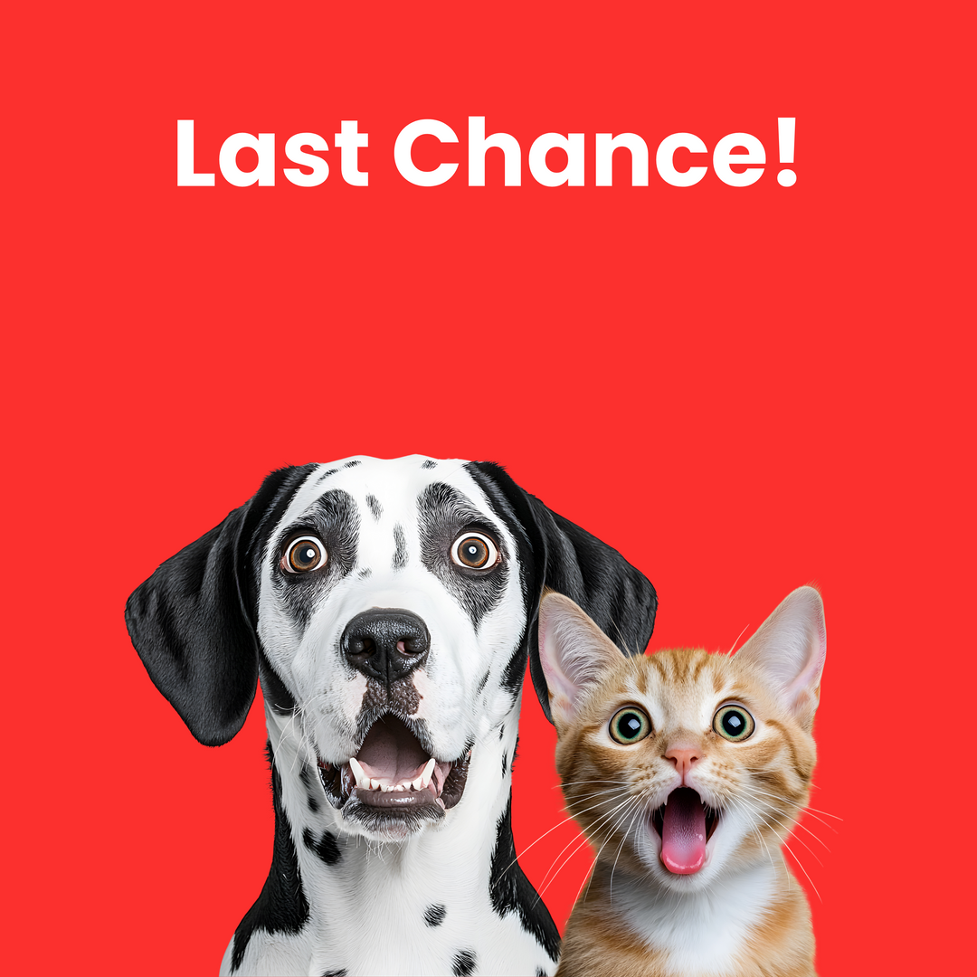 Last Chance!