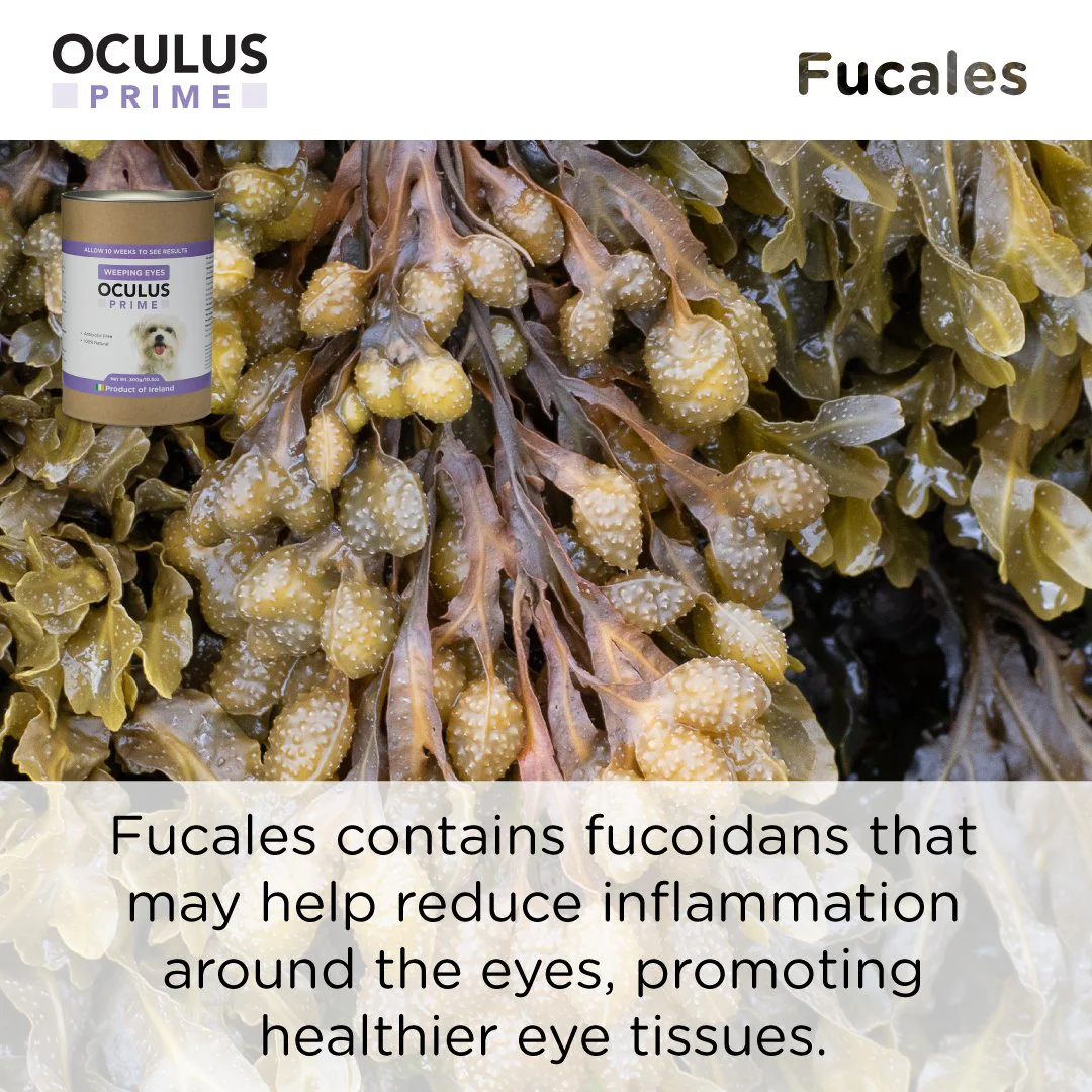 Canident Dogs Eye Care - Oculus Prime Natural Tear Stain Remover