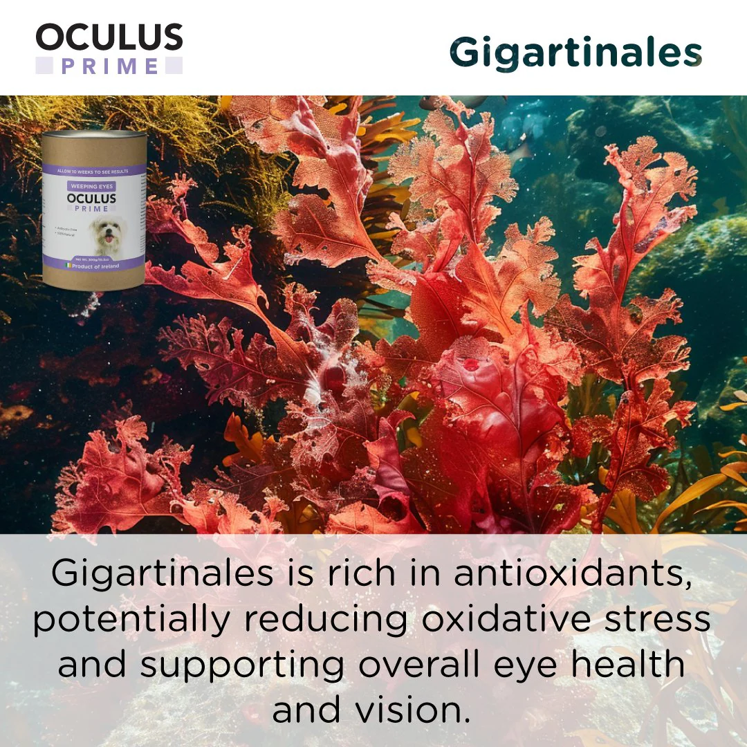 Canident Dogs Eye Care - Oculus Prime Natural Tear Stain Remover