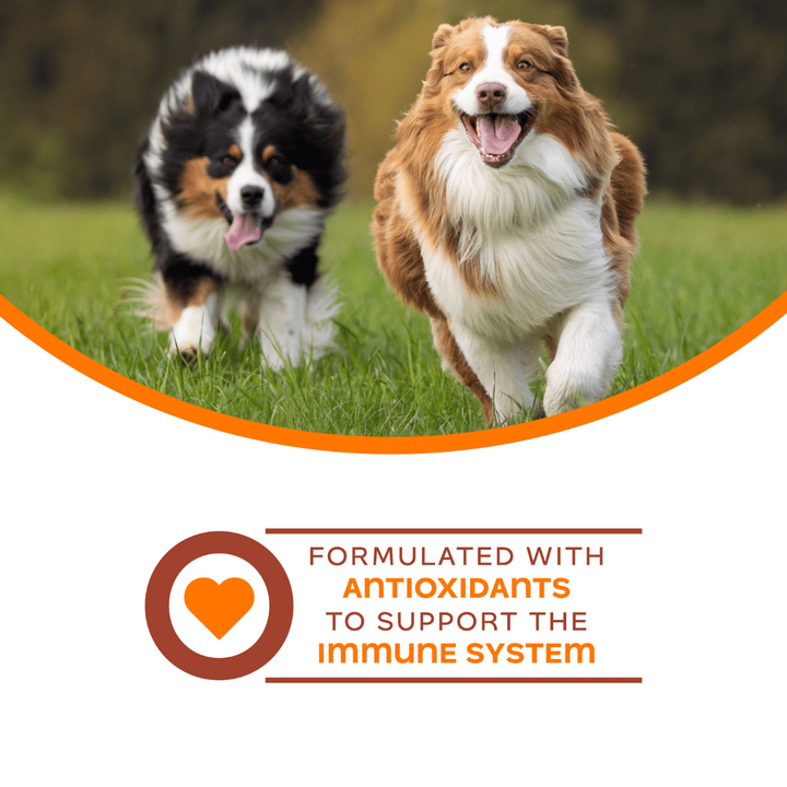 Fromm Wet Dog Supplements - Nutritionals Immunity Pate Canned