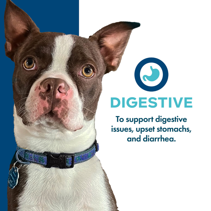 Fromm Wet Dog Supplements - Nutritionals Digestive Pate Canned