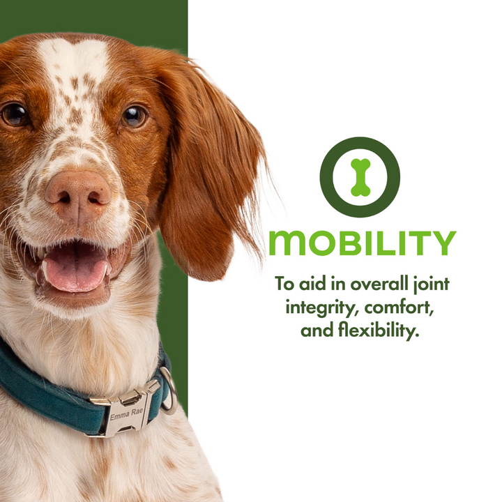 Fromm Wet Dog Supplements - Nutritionals Mobility Pate Canned