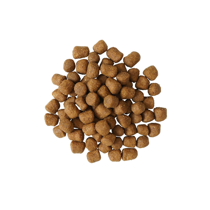 Go! Solutions Dry Cat Food - Dental + Immune Health Chicken Salmon with Grains