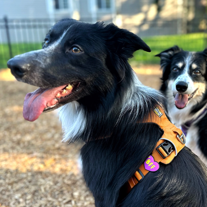 Jiby Dog Crew Dog Accessories - Harness and Collar Charms