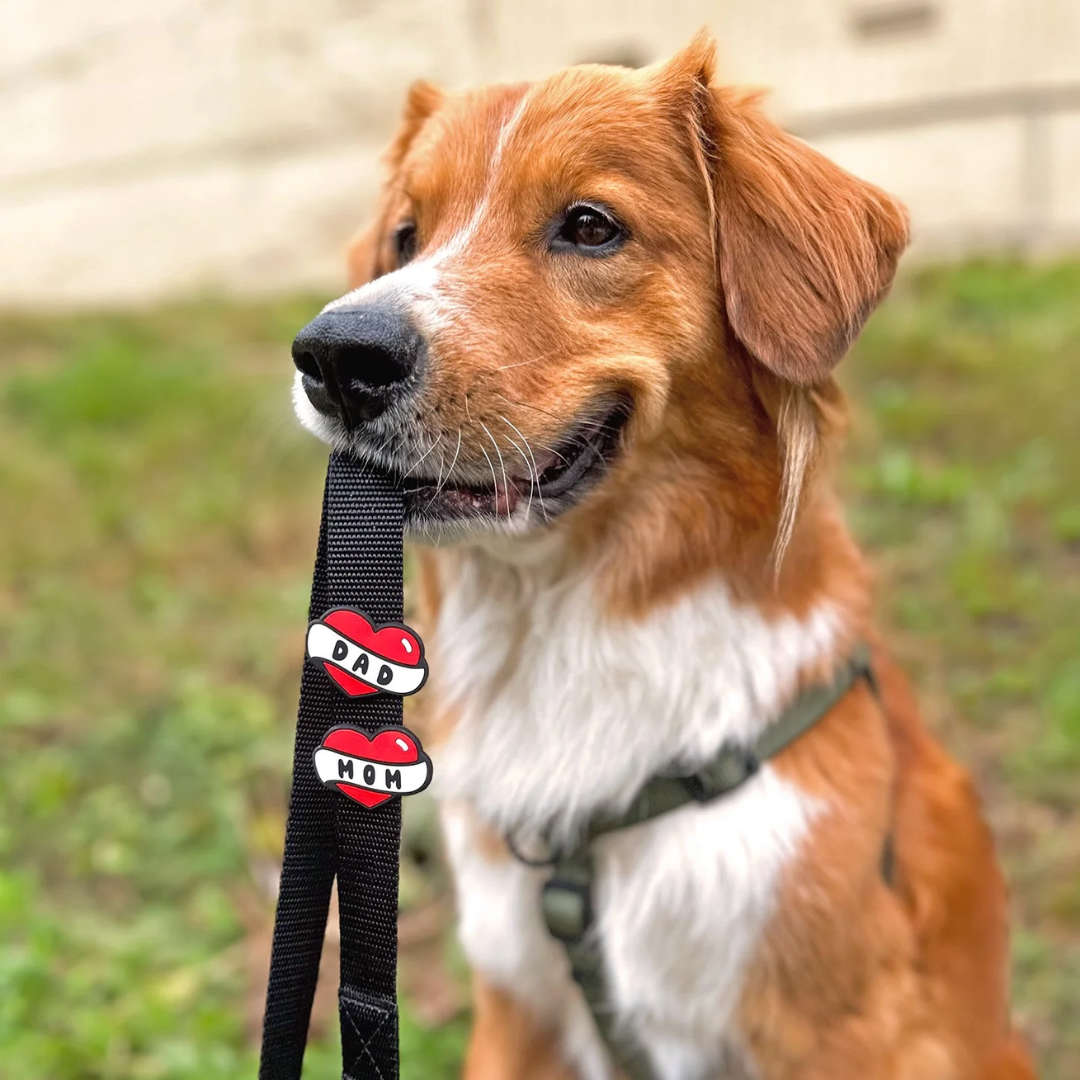 Jiby Dog Crew Dog Accessories - Harness and Collar Charms