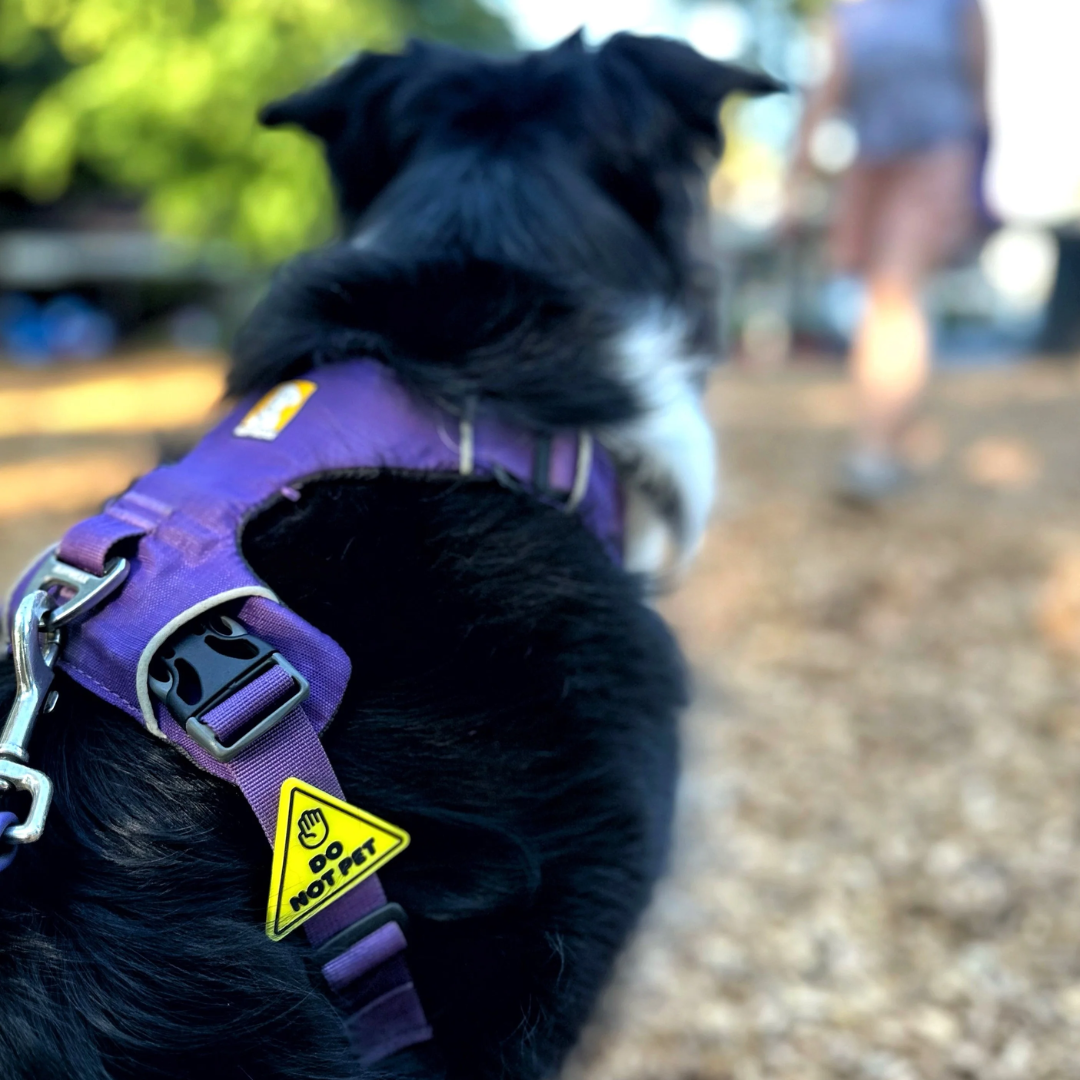 Jiby Dog Crew Dog Accessories - Harness and Collar Charms