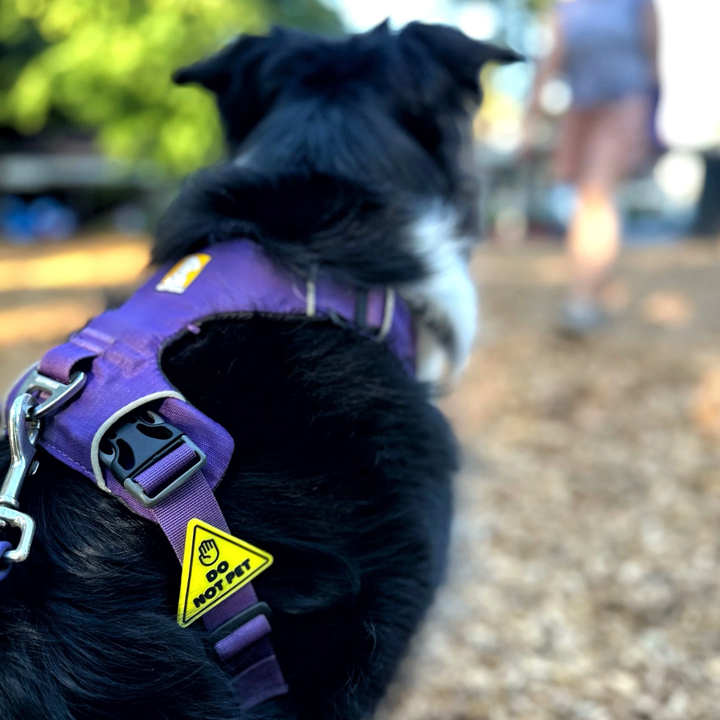 Jiby Dog Crew Dog Accessories - Harness and Collar Charms