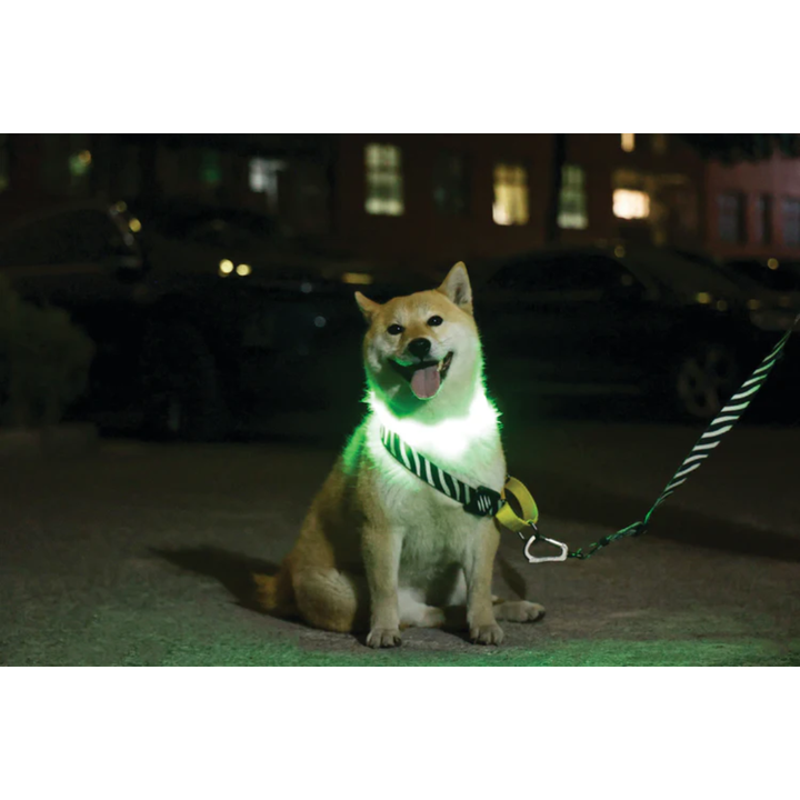M-PETS Accessories - FLASH LED Rechargeable Collar