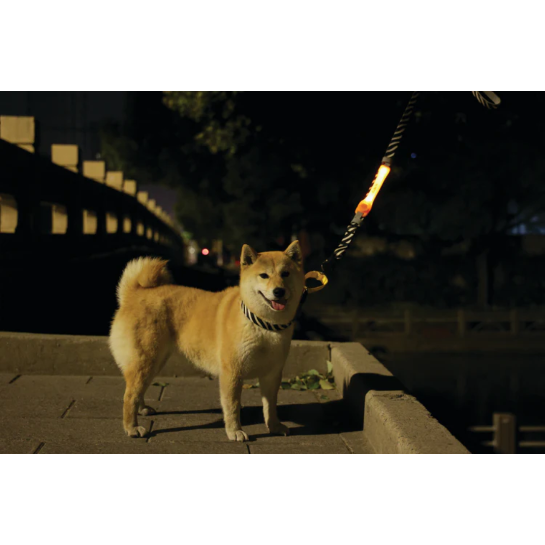M-PETS Accessories - FLASH LED band
