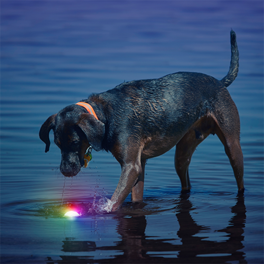 Nite Ize Dog Toys - GlowStreak LED Ball Disc-O