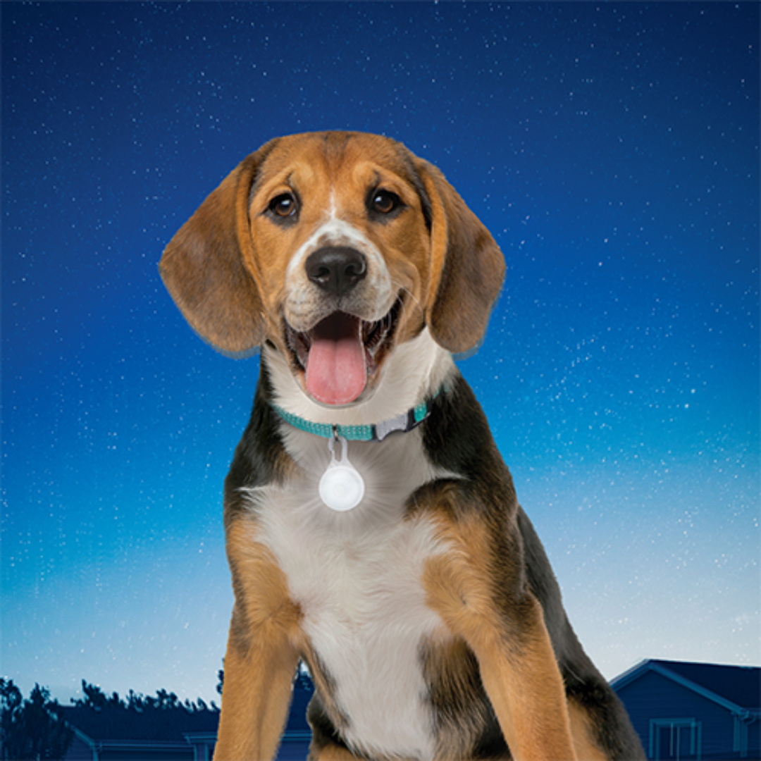 Nite Ize Pet Collars & Harnesses Accessories - SpotLit Collar Light Disc-O