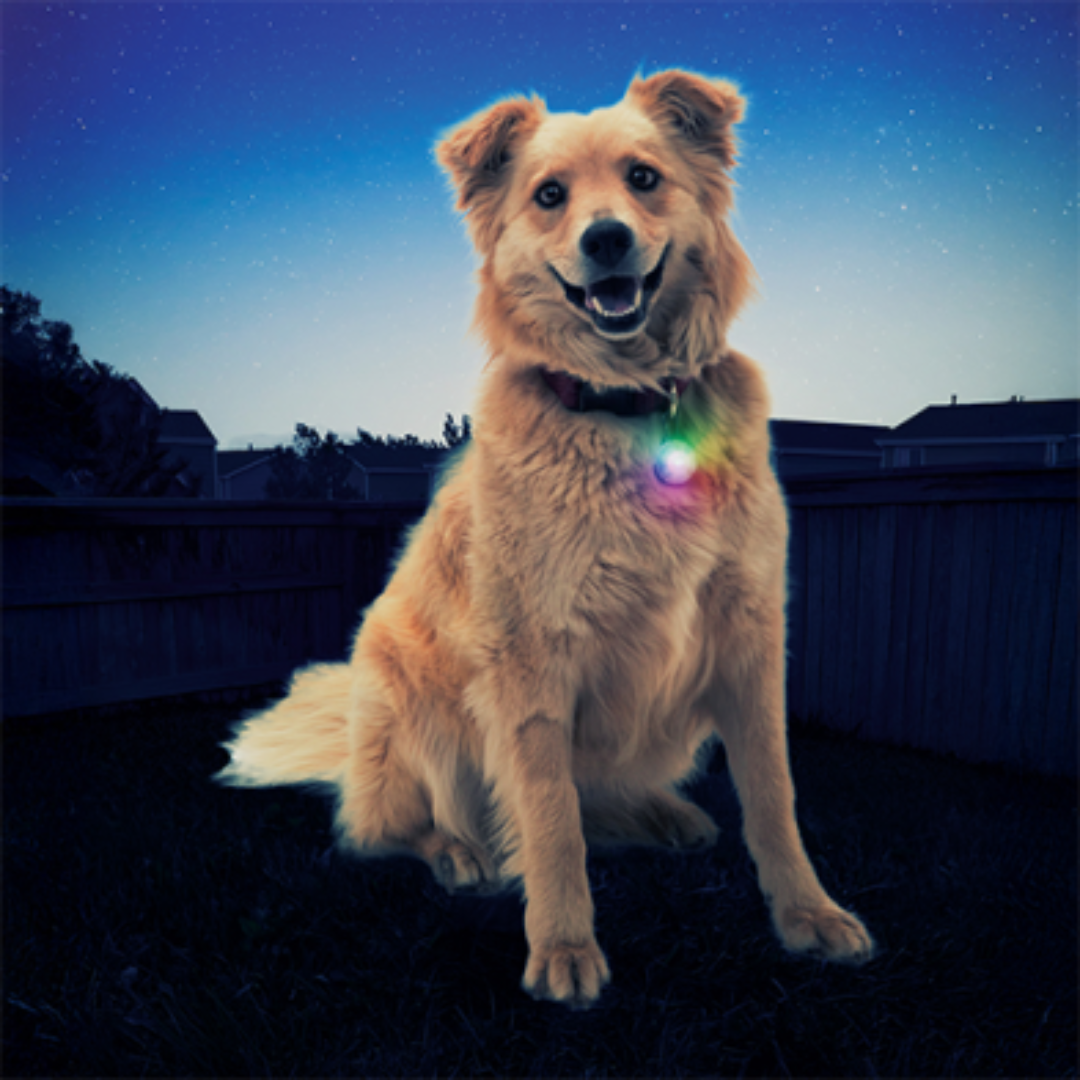Nite Ize Pet Collars & Harnesses Accessories - SpotLit Collar Light Disc-O