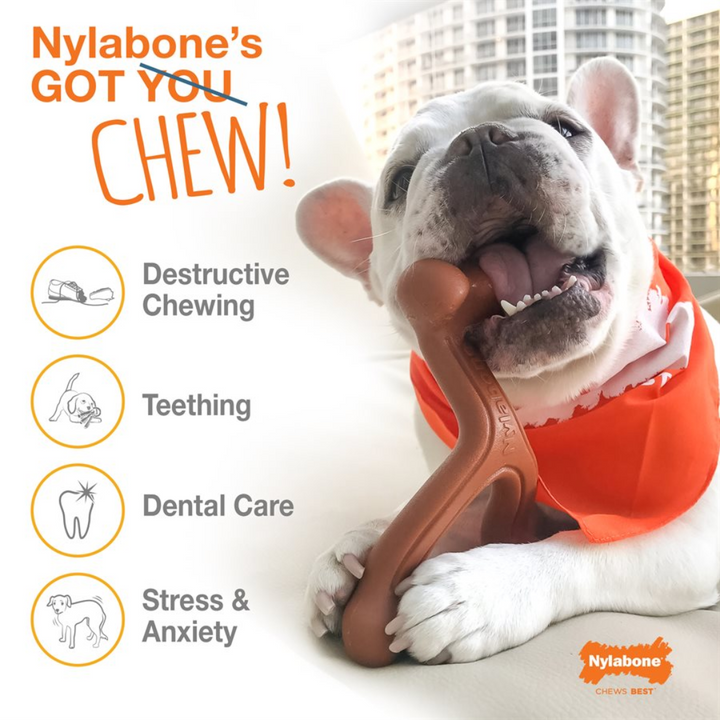 Nylabone Dog Toys - Flavor Frenzy Texture Bone Philly Cheesesteak