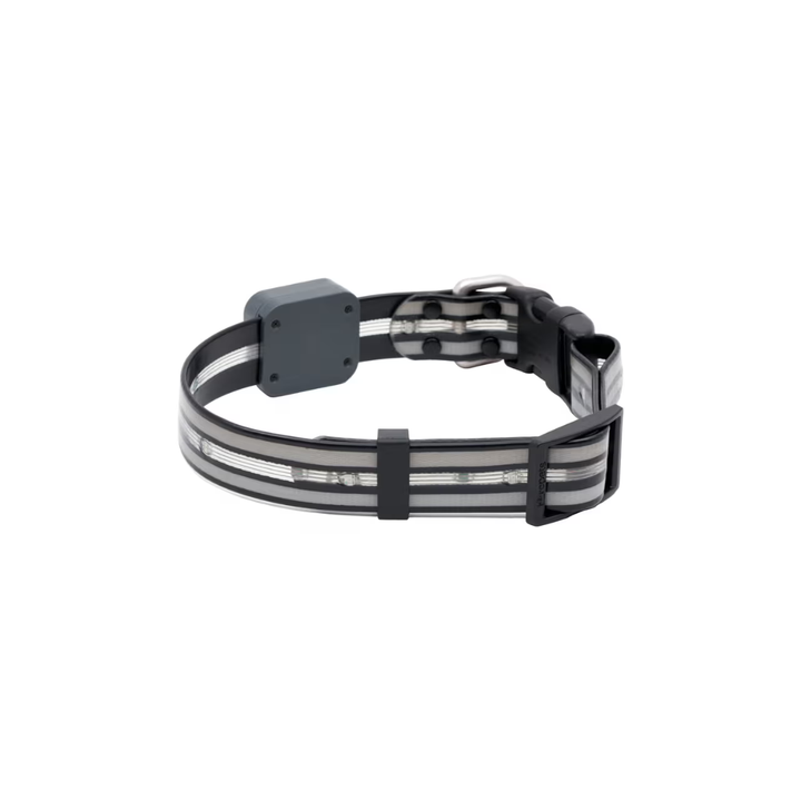 RC Pets Dog Collars - Nova LED Light Collar