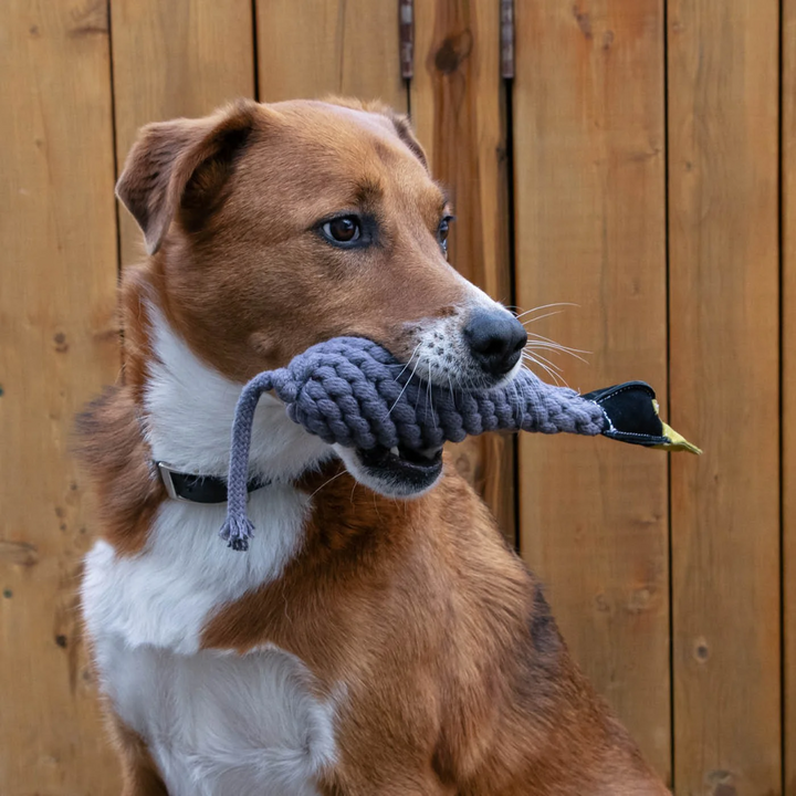 Shedrow K9 Dog Toys - Canada Goose Rope & Water Bottle