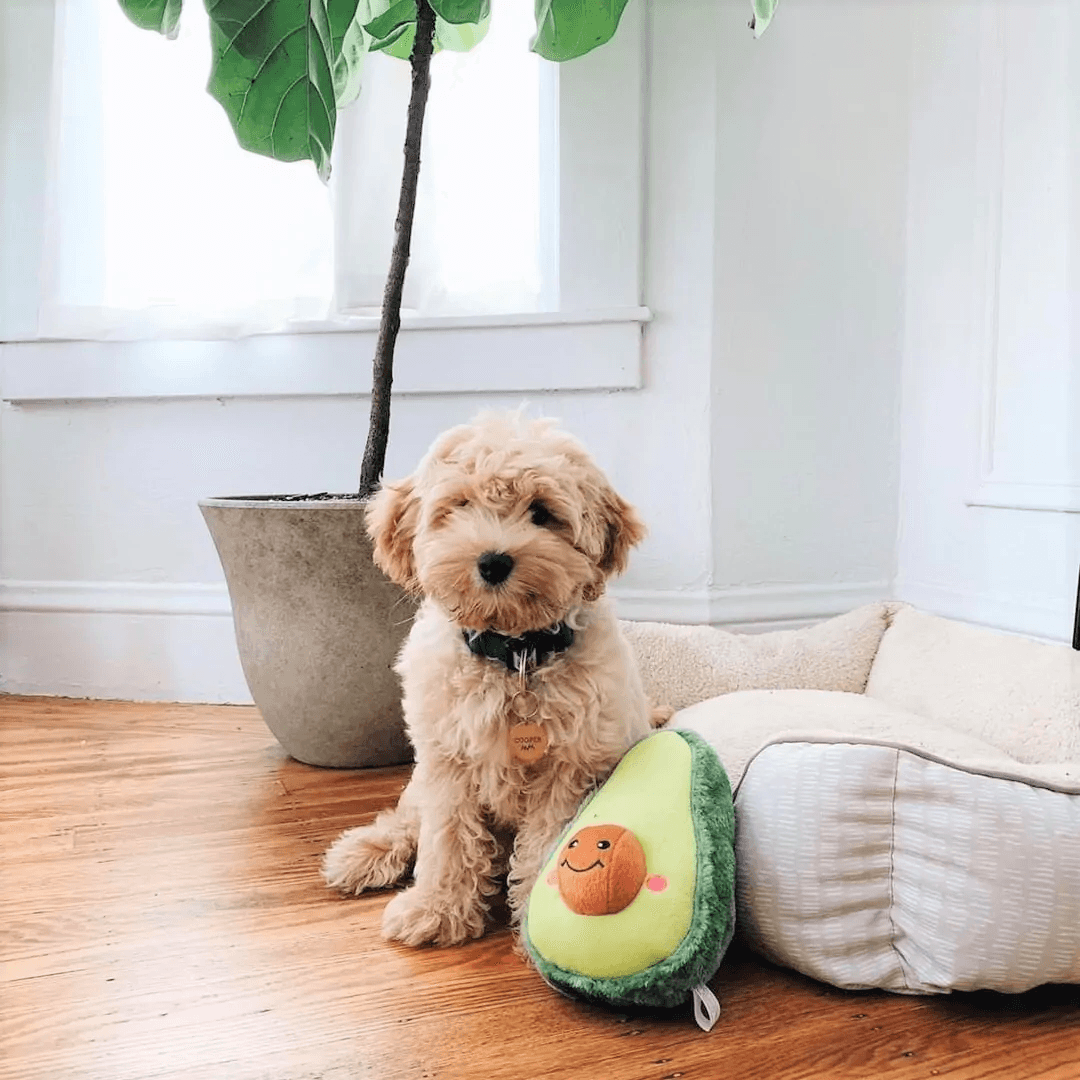 Zippy Paws Dog Toys - NomNomz – Avocado 
