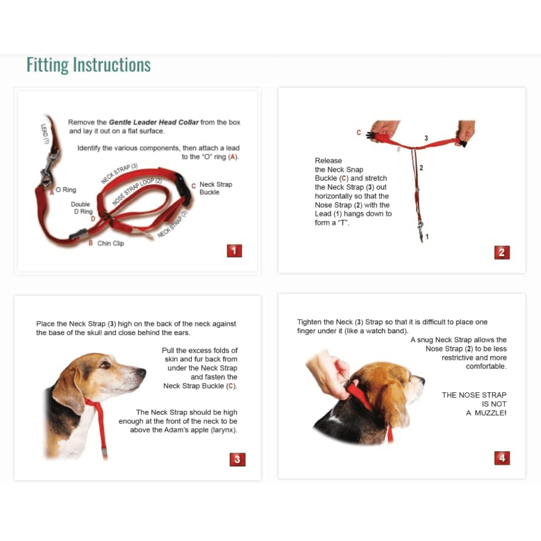 Gentle Leader Paba Dog Collars - Head Collar - Toronto Pets