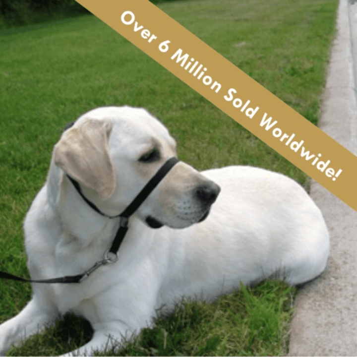 Gentle Leader Paba Dog Collars - Head Collar - Toronto Pets