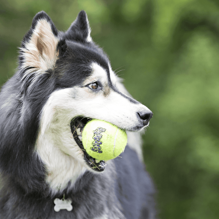 Kong Dog Toys - SqueakAir Balls