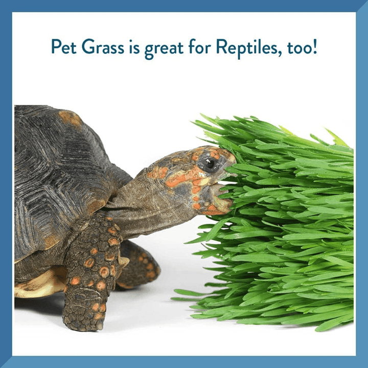 Pet Greens Cat Treats - Garden Wheat Grass Self - Grow Kit - Toronto Pets