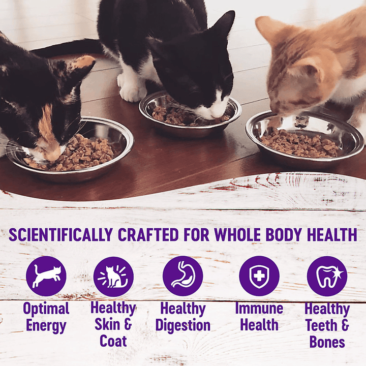 Wellness Wet Cat Food - Chicken & Lobster Pate Dinner Canned - Toronto Pets